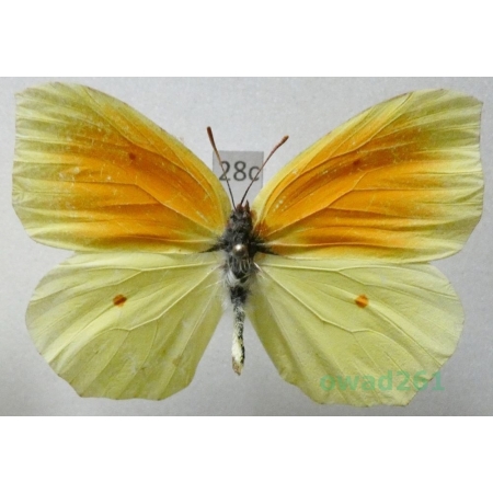 Gonepteryx cleopatra (Linnaeus, 1767) male Croatia28c
